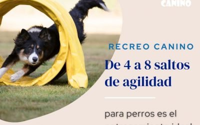 %%PASEOS CANINO Y PASEOS DE PERROS%% De 4 a 8 saltos de agilidad para perros es el entrenamiento ideal