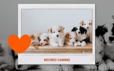 %%PASEOS CANINO Y PASEOS DE PERROS%% 7 consejos para ponerle nombre a tu cachorro