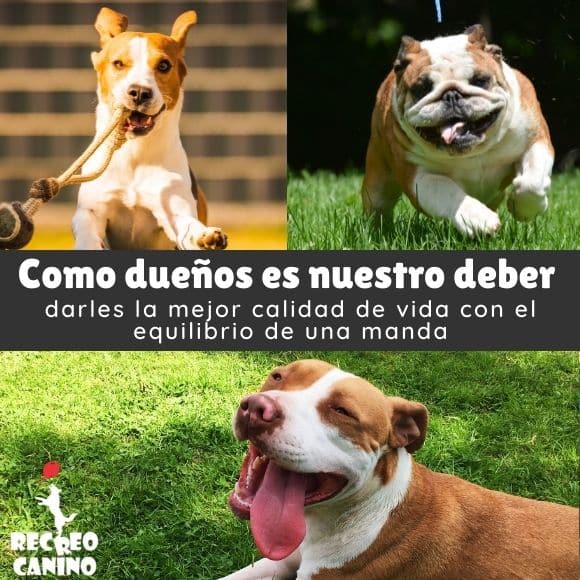 Adiestramiento canino, obediencia canina, psicología canina, cómo adiestrar perros, comportamiento canino, conducta canina,