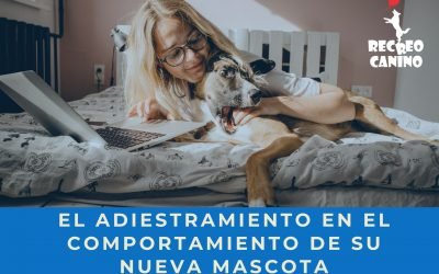 %%PASEOS CANINO Y PASEOS DE PERROS%% El adiestramiento en el comportamiento de su nueva mascota