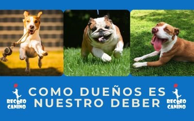 %%PASEOS CANINO Y PASEOS DE PERROS%% Adiestramiento de los perros ¿O debería ser Adiestramiento de los dueños?