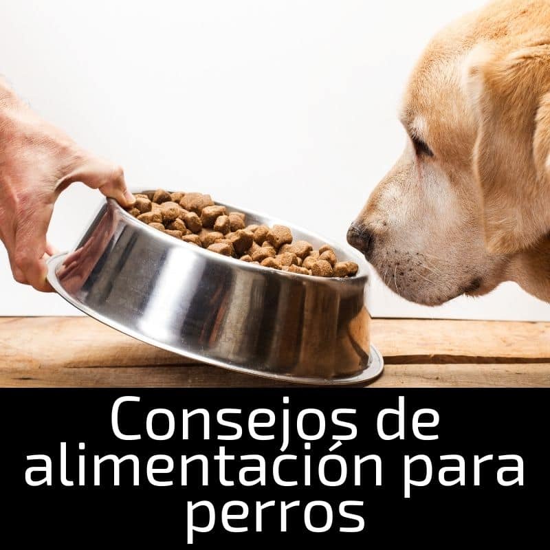 comida comercial para perros, comida casera para perros, comida para perros