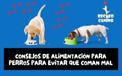 %%PASEOS CANINO Y PASEOS DE PERROS%% Consejos de alimentación para perros para evitar que coman mal