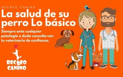 %%PASEOS CANINO Y PASEOS DE PERROS%% La salud de su perro básico que hay que saber