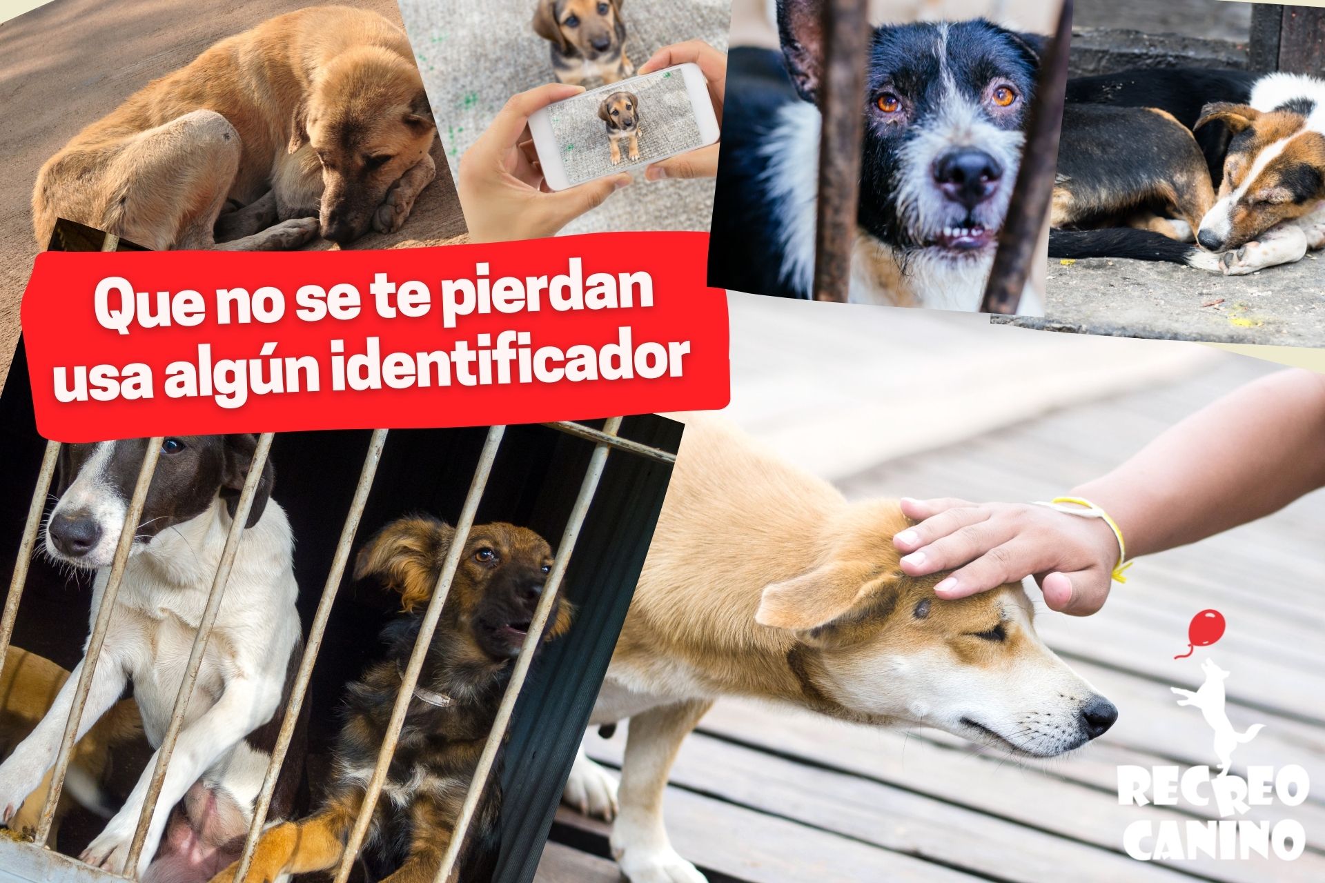 dog care, dog safety, dog id tags, identificador para perros