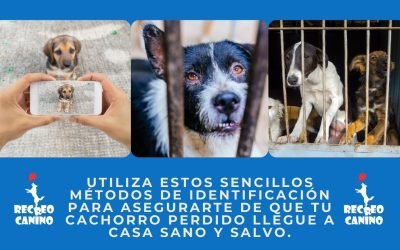 %%PASEOS CANINO Y PASEOS DE PERROS%% Consejos y métodos sencillos para la identificación de los perros