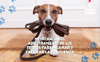 %%PASEOS CANINO Y PASEOS DE PERROS%% Perro, enemigo o amigo
