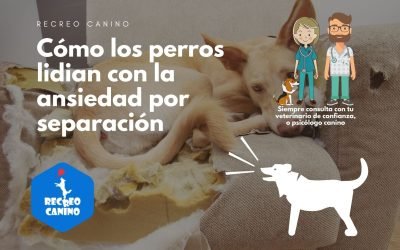 %%PASEOS CANINO Y PASEOS DE PERROS%% Cómo los perros lidian con la ansiedad por separación