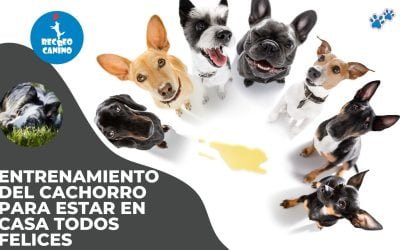 Entrenamiento del cachorro para estar en casa todos felices