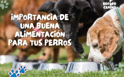 No todos los alimentos para perros son iguales