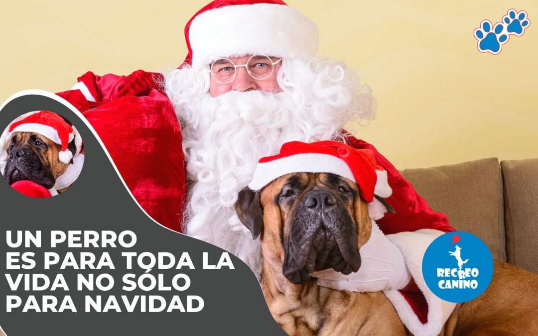 Un perro es para toda la vida no sólo para Navidad