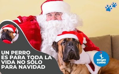 Un perro es para toda la vida no sólo para Navidad