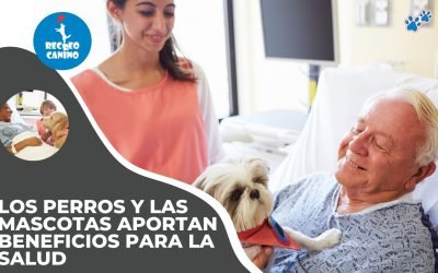 Los perros y las mascotas aportan beneficios para la salud