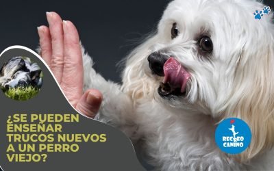 ¿Se pueden enseñar trucos nuevos a un perro viejo?