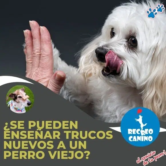 truco, mano, no verbal, verbal, trucos, enseñar, derecho, comida, aprender, cabeza, dar, sacudir la cabeza, dominado, sentarse, empezar, señales, uruguay, vacaciones, mascota, animal