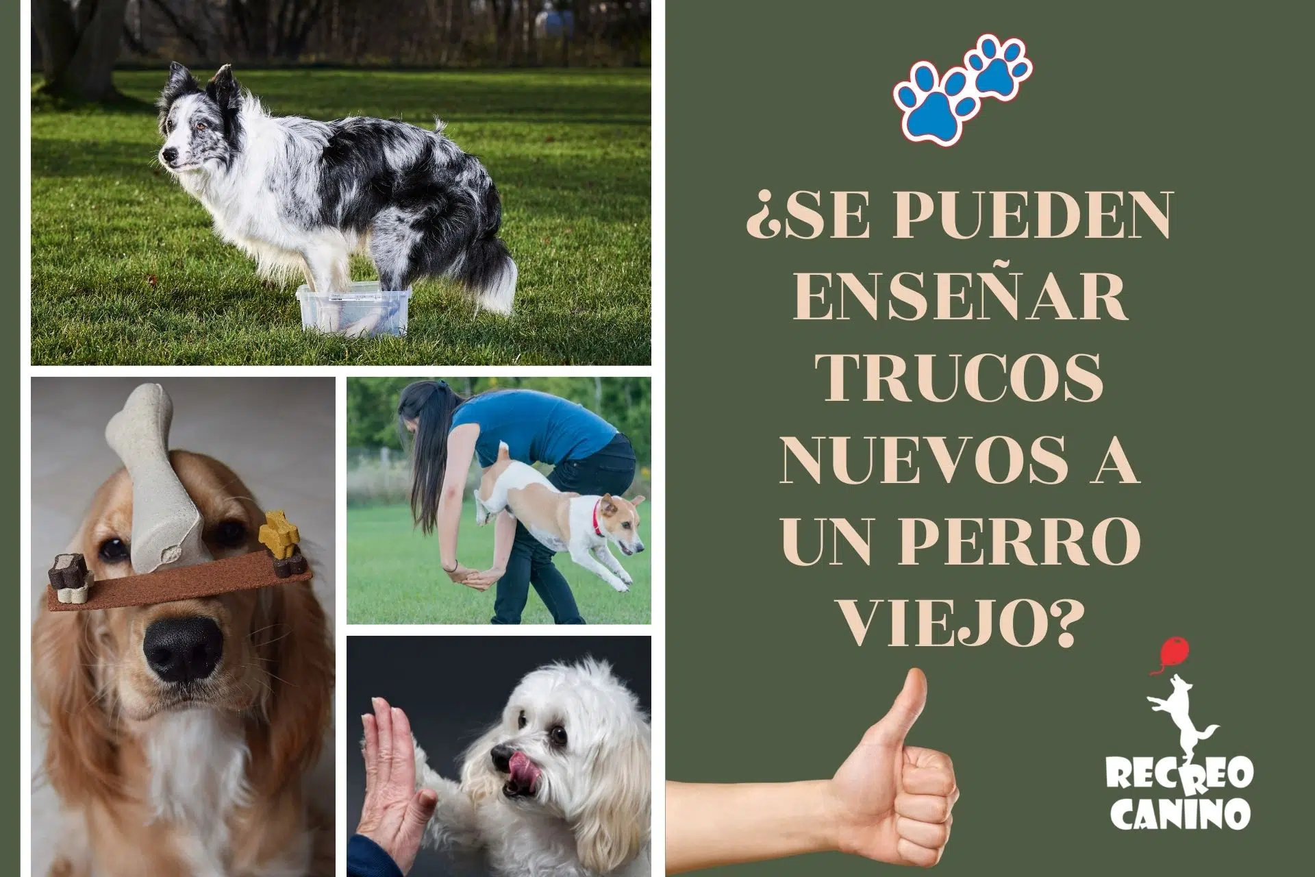 truco, mano, no verbal, verbal, trucos, enseñar, derecho, comida, aprender, cabeza, dar, sacudir la cabeza, dominado, sentarse, empezar, señales, uruguay, vacaciones, mascota, animal