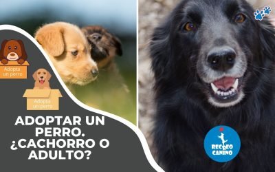 %%PASEOS CANINO Y PASEOS DE PERROS%% Adoptar un perro – ¿Cachorro o adulto?