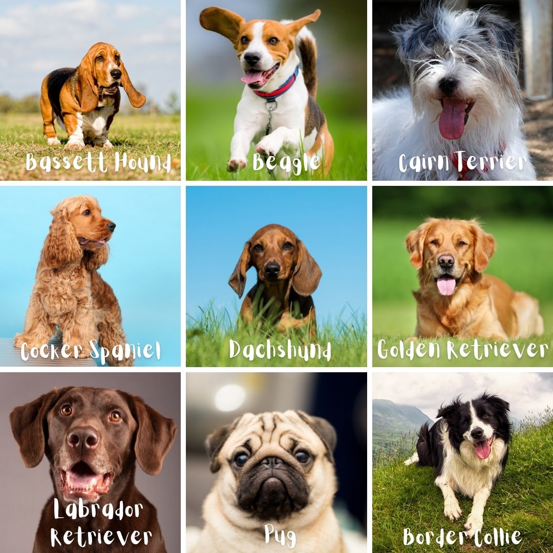 razas de perros, perros para niños, perros para la familia, elegir un perro, elegir un cachorro, consejos para elegir un cachorro, consejos para elegir un perro, consejos para elegir un perro, mejores perros para la familia