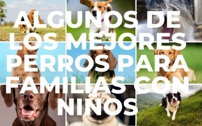 %%PASEOS CANINO Y PASEOS DE PERROS%% Algunos de los mejores perros para familias con niños