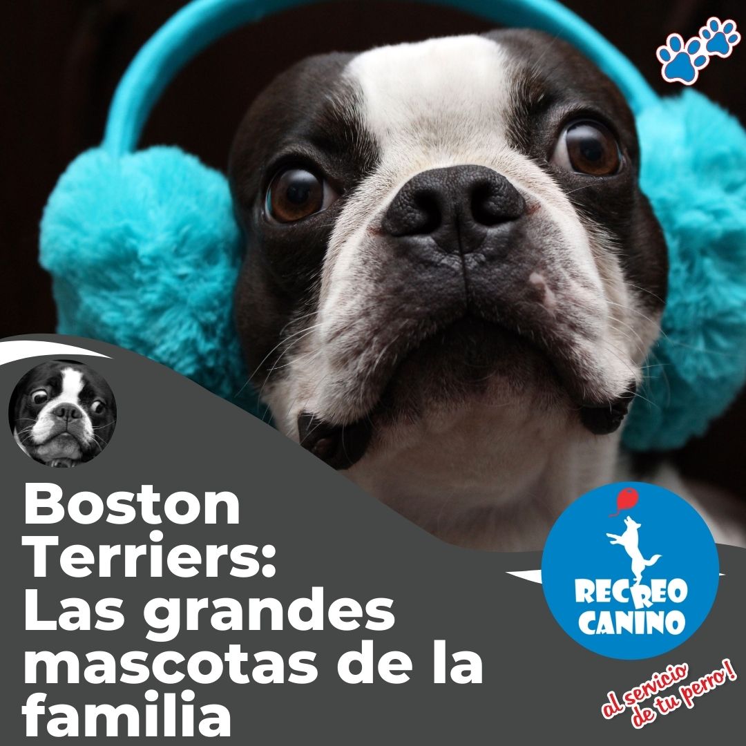boston terrier, boston terrier cachorros, bostons4u.com, boston terrier cachorros en venta, boston terrier en venta, akc boston terrier standard, boston terrier criadores