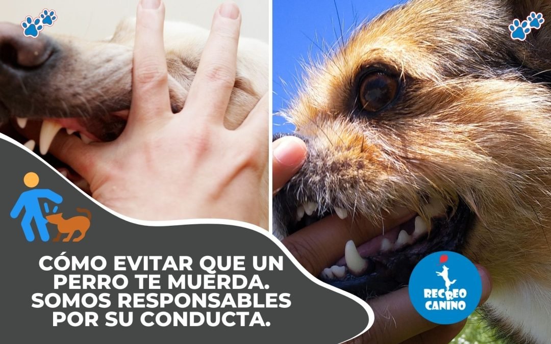 Cómo evitar que te muerda un perro algunas ideas.