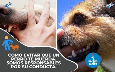 %%PASEOS CANINO Y PASEOS DE PERROS%% Cómo evitar que te muerda un perro algunas ideas.