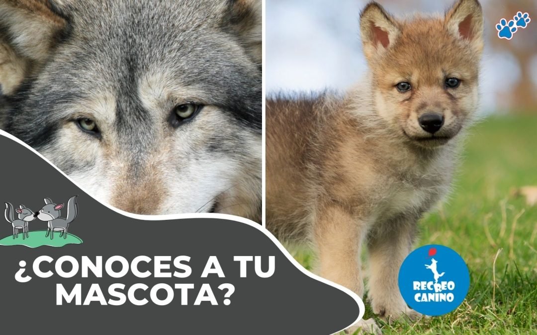 ¿Conoces a tu mascota?