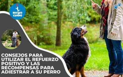 %%PASEOS CANINO Y PASEOS DE PERROS%% Consejos para utilizar el refuerzo positivo y las recompensas para adiestrar a su perro