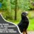 Consejos para utilizar el refuerzo positivo y las recompensas para adiestrar a su perro