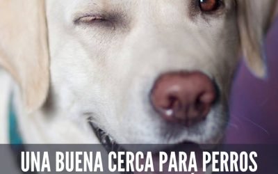 %%PASEOS CANINO Y PASEOS DE PERROS%% Una buena cerca para perros hace una buena relación con los vecinos