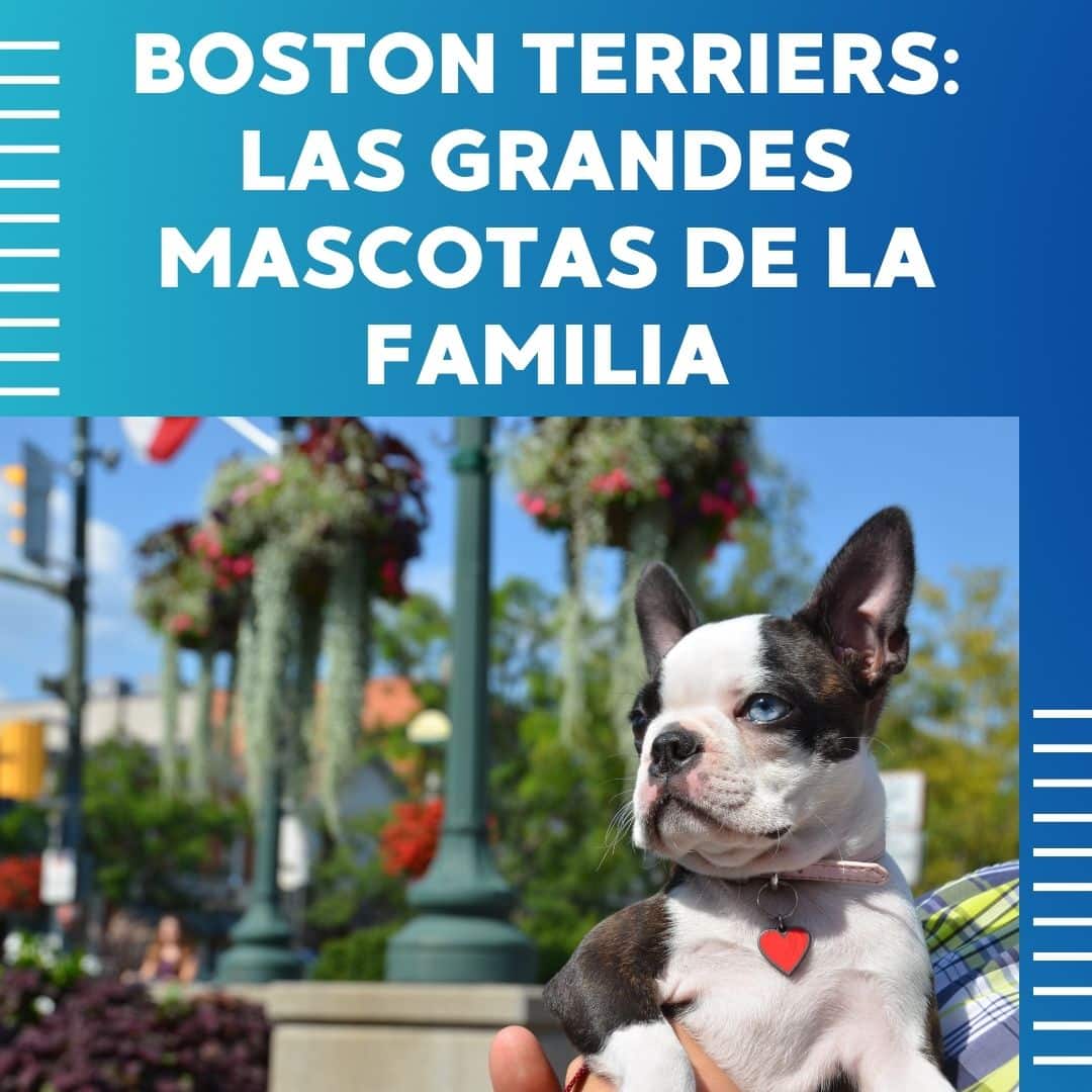 boston terrier, boston terrier cachorros, boston terrier familia 