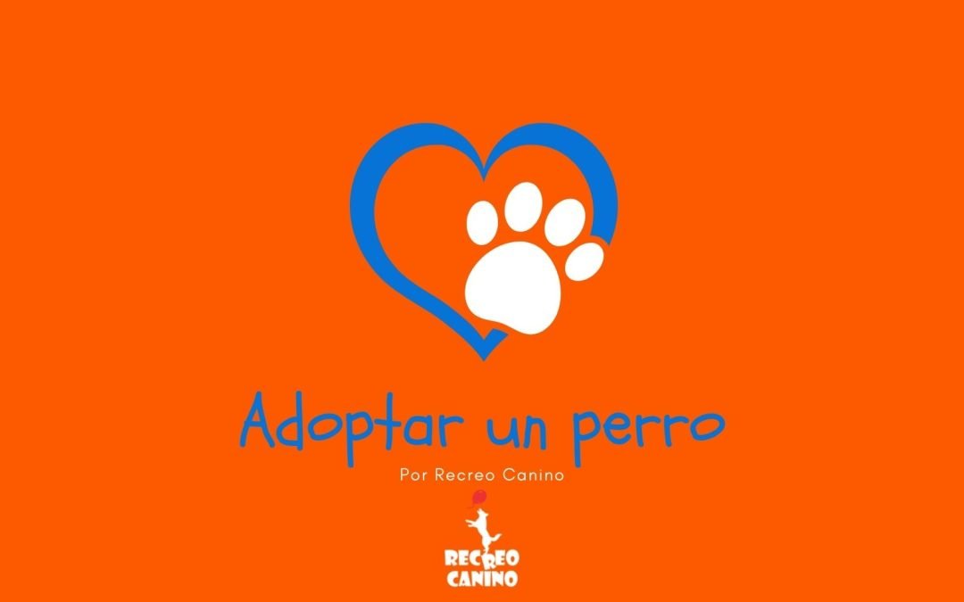 Adoptar un perro