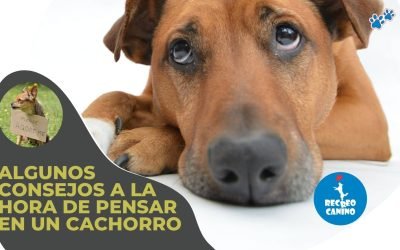 %%PASEOS CANINO Y PASEOS DE PERROS%% Algunos consejos a la hora de pensar en un cachorro