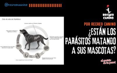 %%PASEOS CANINO Y PASEOS DE PERROS%% ¿Están los parásitos matando a sus mascotas?