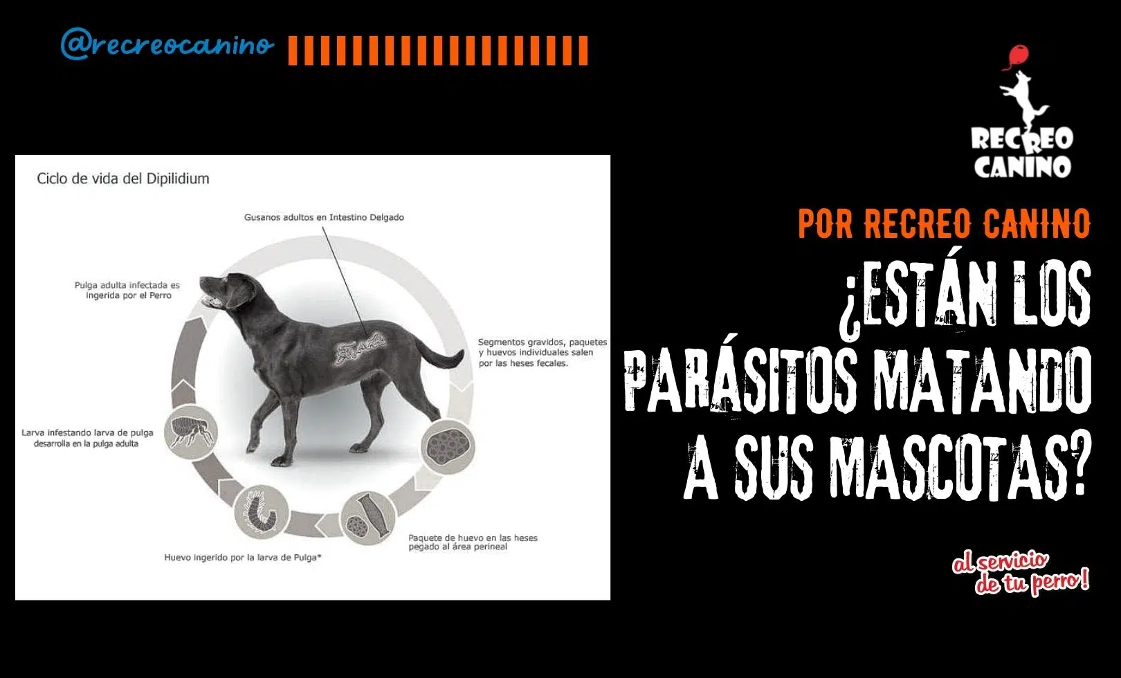 adoptar un perro, adoptar, adoptar, perros, perro, cachorros, cachorro, akc