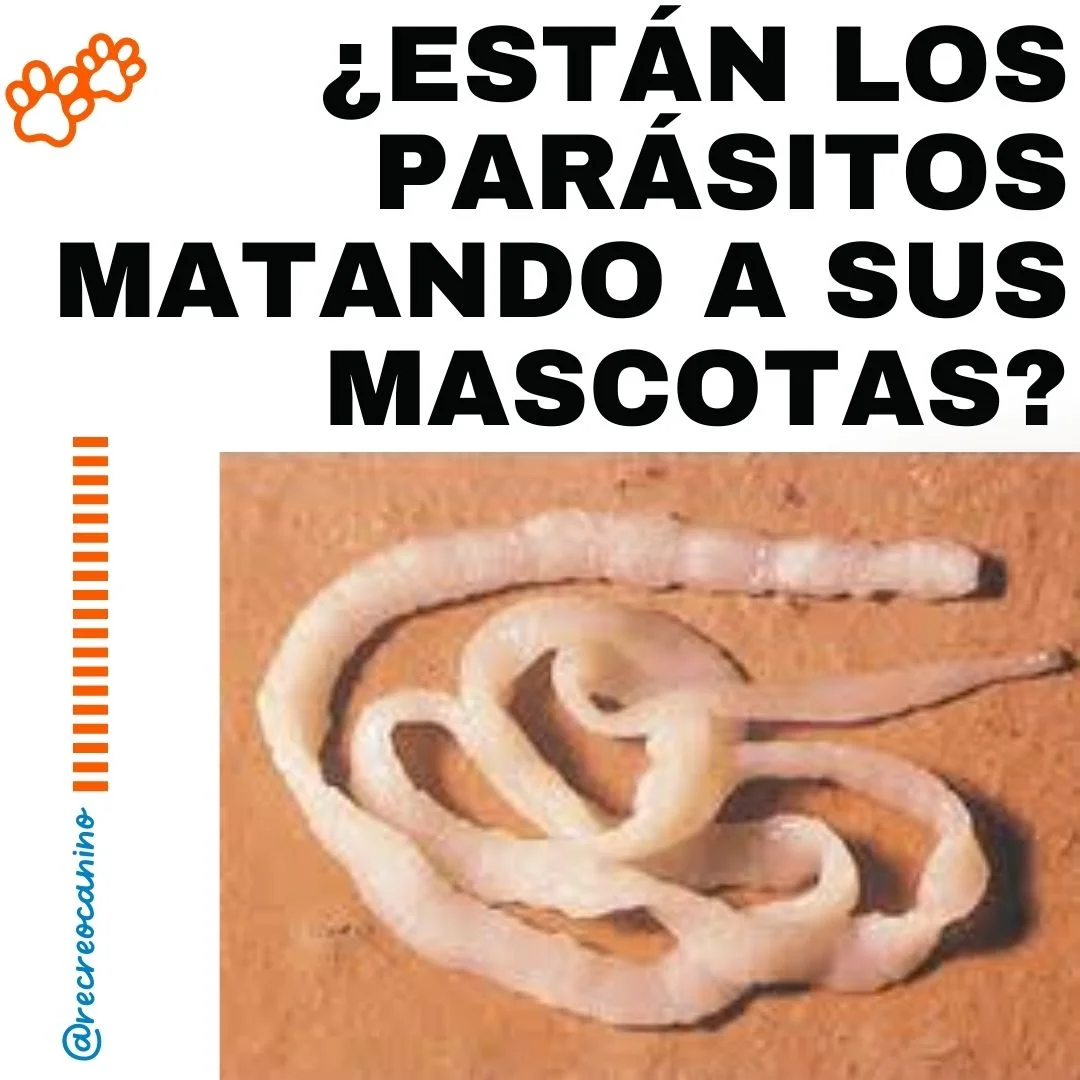 adoptar un perro, adoptar, adoptar, perros, perro, cachorros, cachorro,