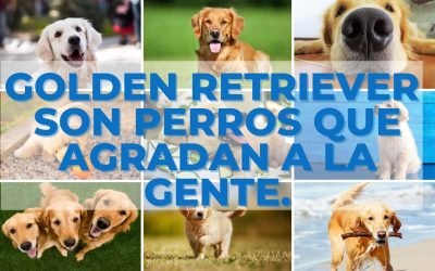 %%PASEOS CANINO Y PASEOS DE PERROS%% Golden Retriever – Un perro cariñoso y de familia