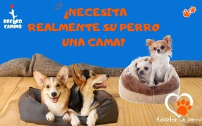 %%PASEOS CANINO Y PASEOS DE PERROS%% ¿Necesita realmente su perro una cama?