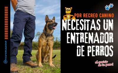 %%PASEOS CANINO Y PASEOS DE PERROS%% ¿Necesitas un entrenador de perros?