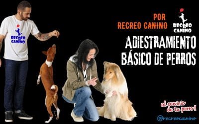 Adiestramiento básico de perros