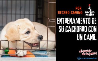 Entrenamiento de su cachorro con un canil