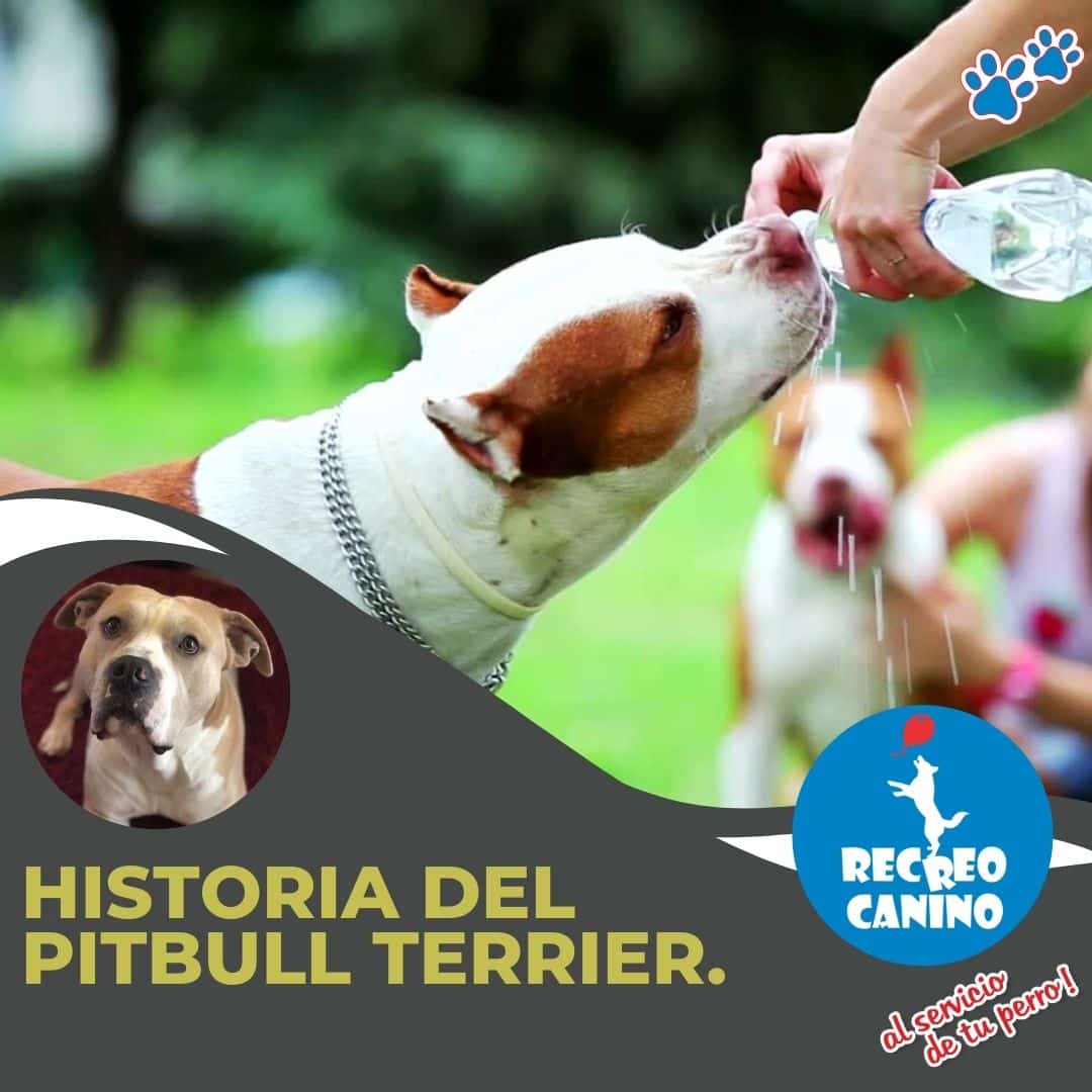 Historia del Pitbull Terrier.