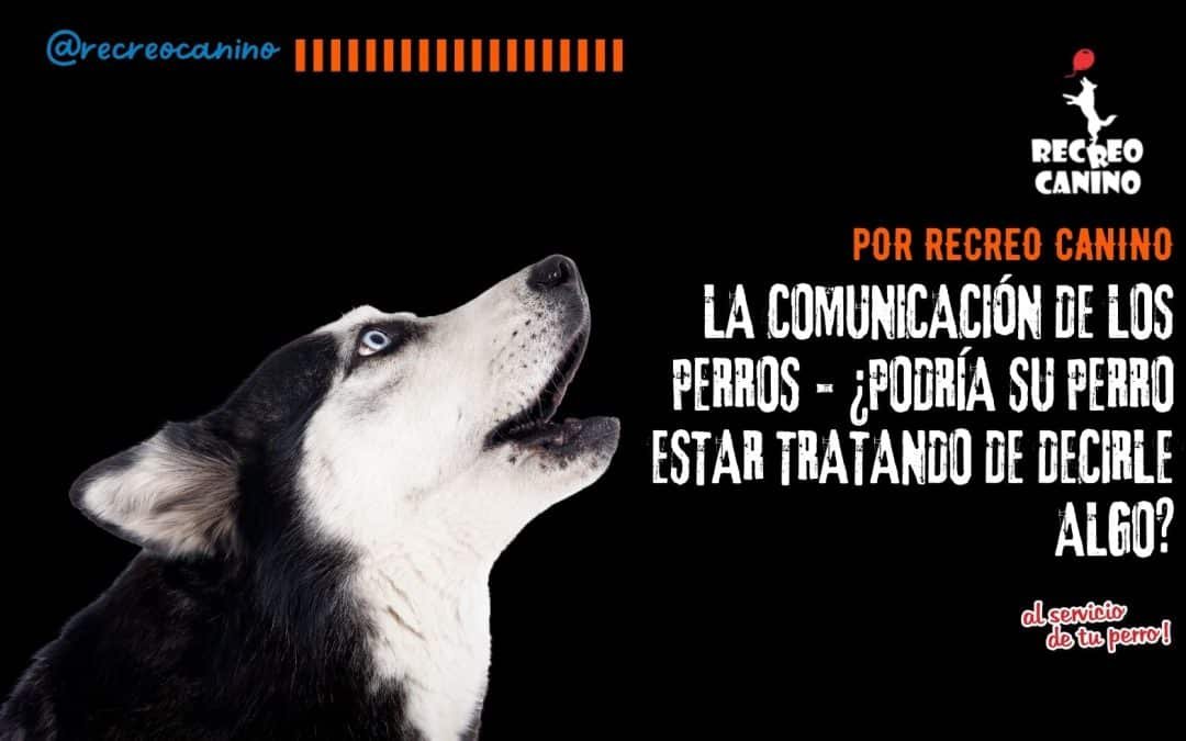 La comunicación de los perros – ¿Podría su perro estar tratando de decirle algo?