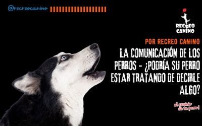La comunicación de los perros – ¿Podría su perro estar tratando de decirle algo?