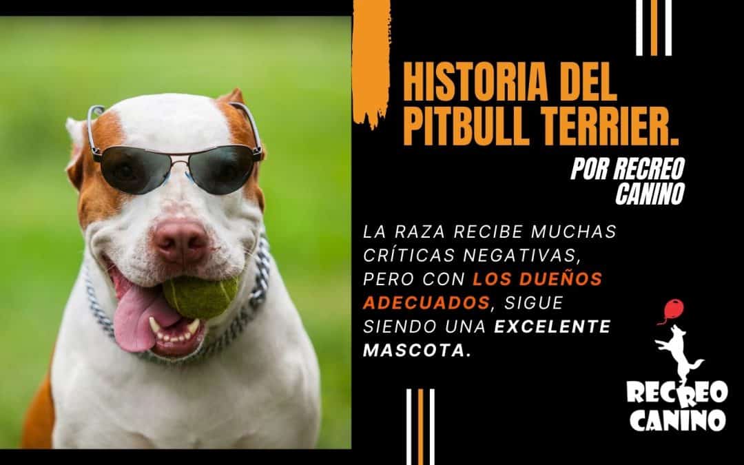 El amor por la historia del Pitbull Terrier.