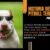 El amor por la historia del Pitbull Terrier.
