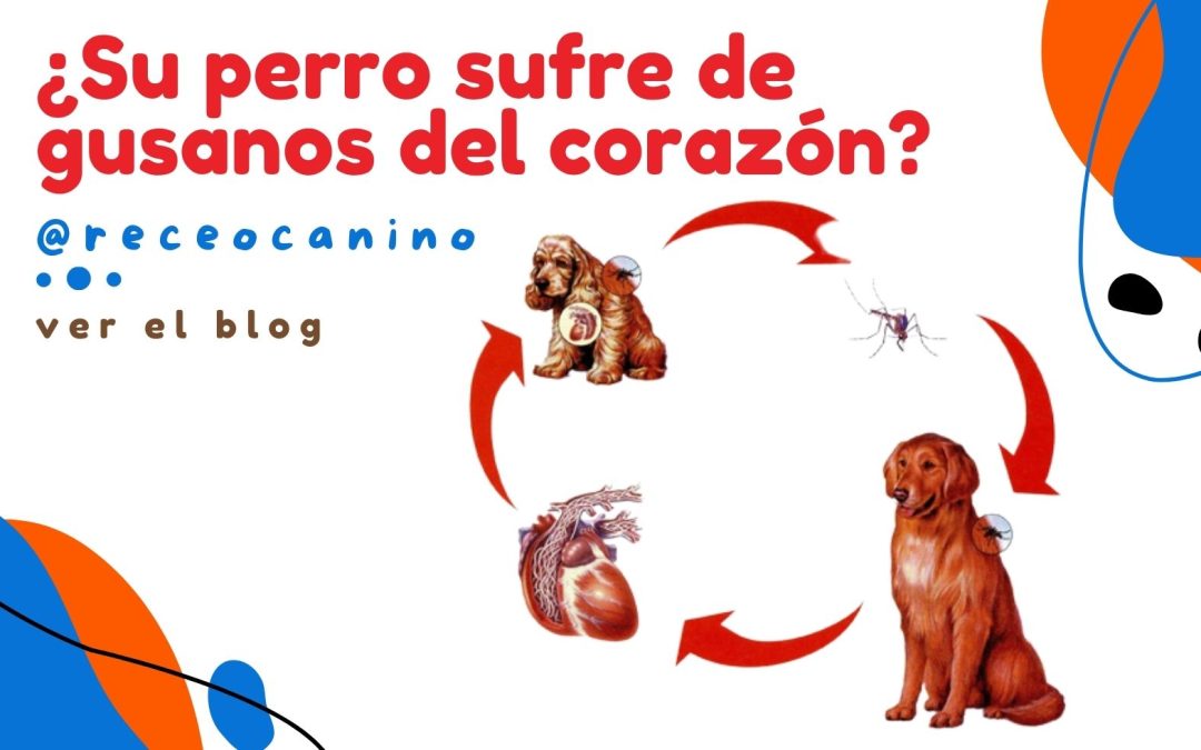 ¿Su perro sufre de gusanos del corazón?