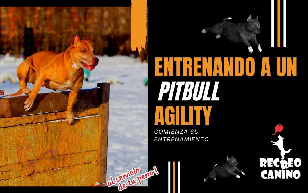 puede un perro de 6 años comenzar el entrenamiento de agilidad