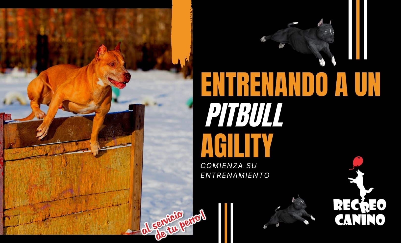 Agility Dog Training And Pit Bull Terriers