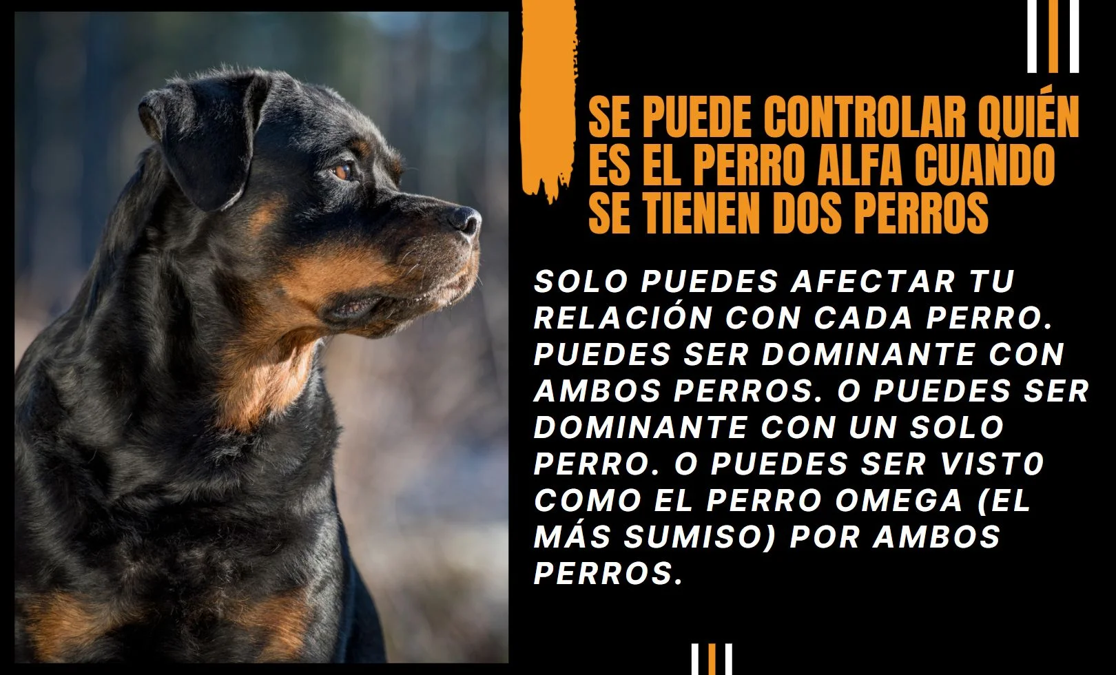 Se puede controlar quién es el perro alfa cuando se tienen dos perros perros, adiestramiento de perros, mascotas, animales